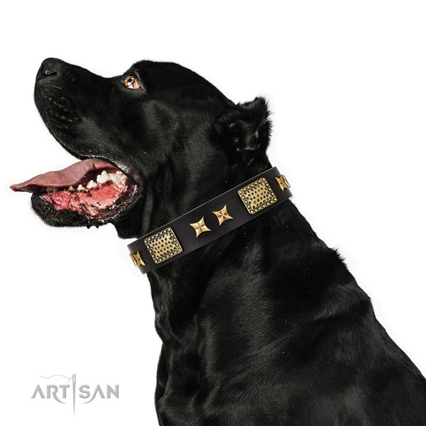 Comfy wearing dog collar with unique decorations