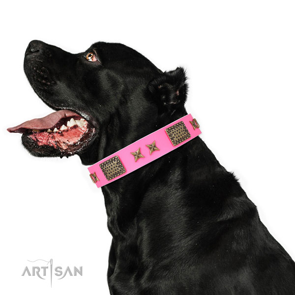 Exceptional adornments on everyday use natural genuine leather dog collar