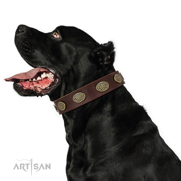 Exquisite decorations on fancy walking full grain leather dog collar