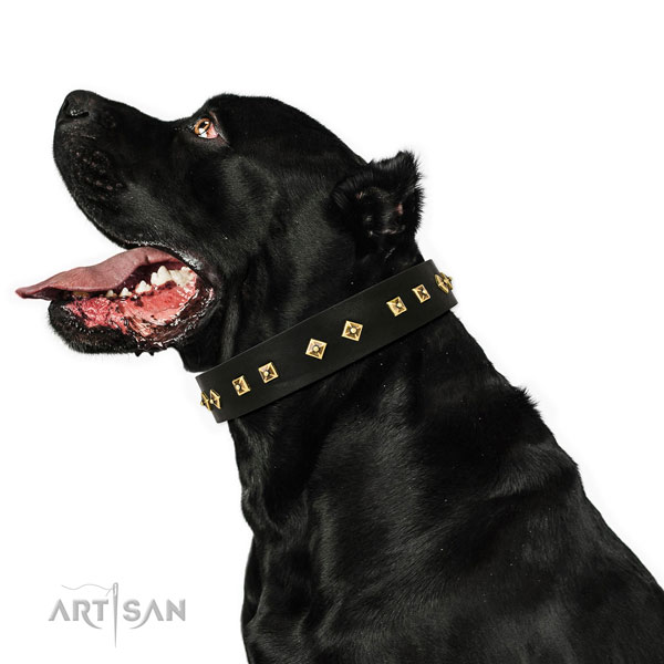 Unique studs on walking genuine leather dog collar