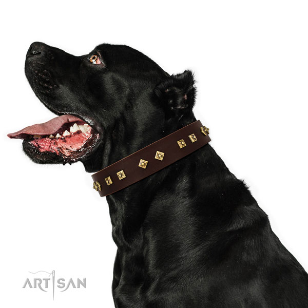 Trendy adornments on comfy wearing full grain genuine leather dog collar