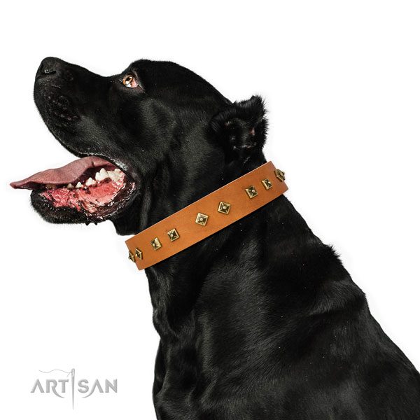 Significant embellishments on daily use dog collar