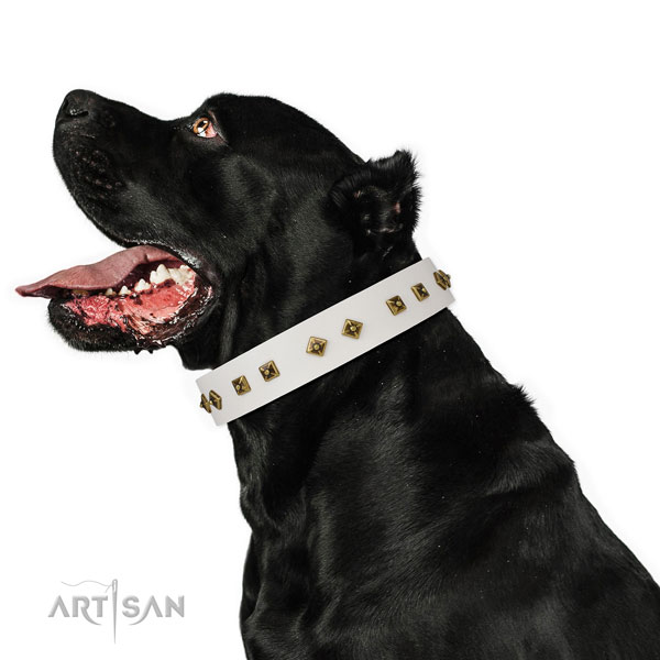 Incredible adornments on handy use dog collar