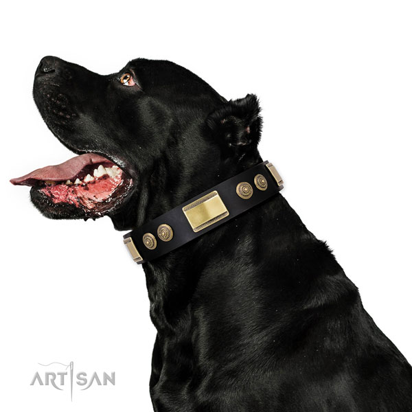 Impressive adornments on comfortable wearing dog collar