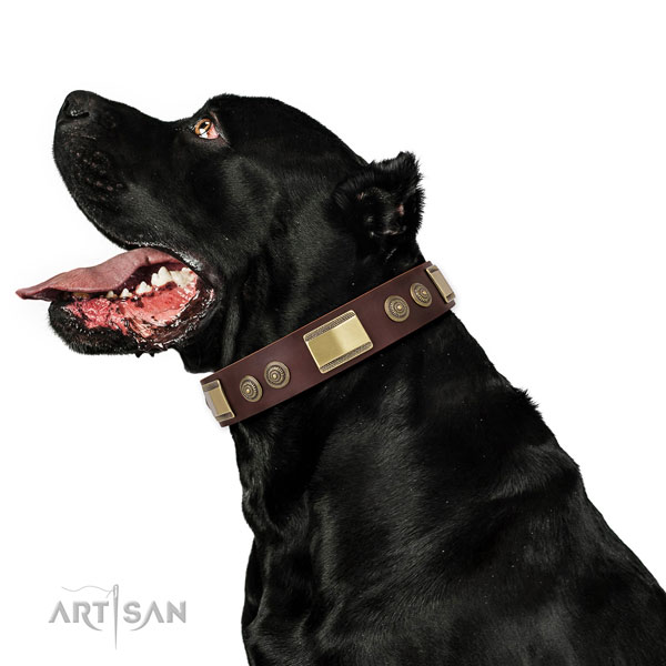 Impressive studs on stylish walking dog collar