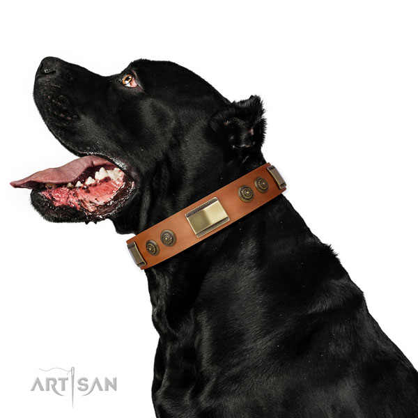 Strong fancy walking dog collar of leather