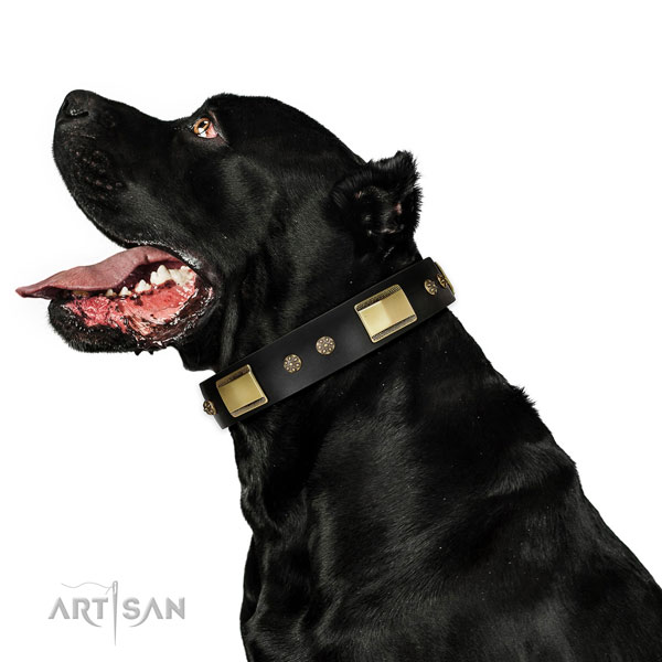 Everyday use dog collar of leather with awesome studs