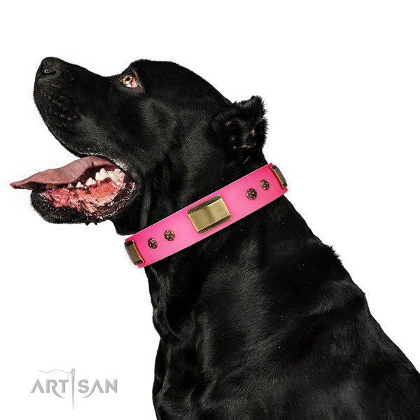 Fancy walking dog collar of leather with designer decorations