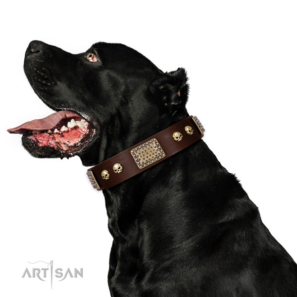 Corrosion resistant D-ring on genuine leather dog collar for stylish walking