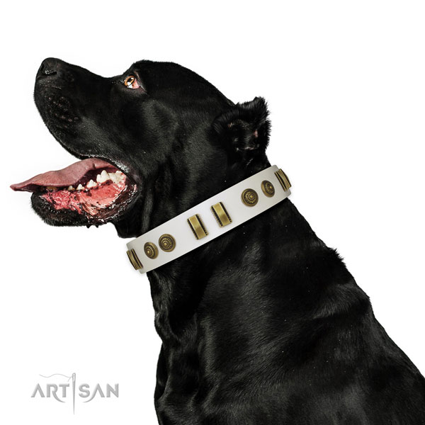 Durable traditional buckle on full grain natural leather dog collar for basic training