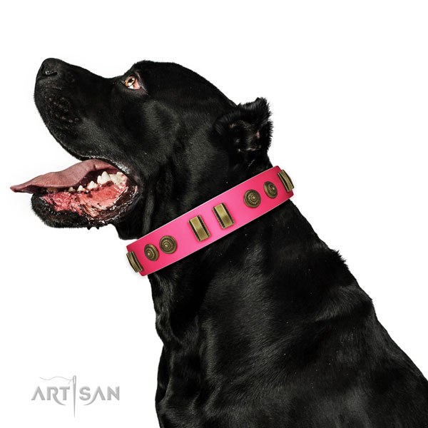 Handy use dog collar of natural leather with awesome embellishments