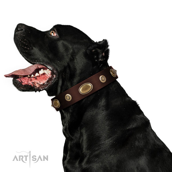 Comfy wearing dog collar of genuine leather with stylish studs