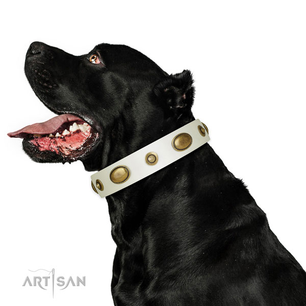 Fancy walking dog collar of genuine leather with amazing decorations