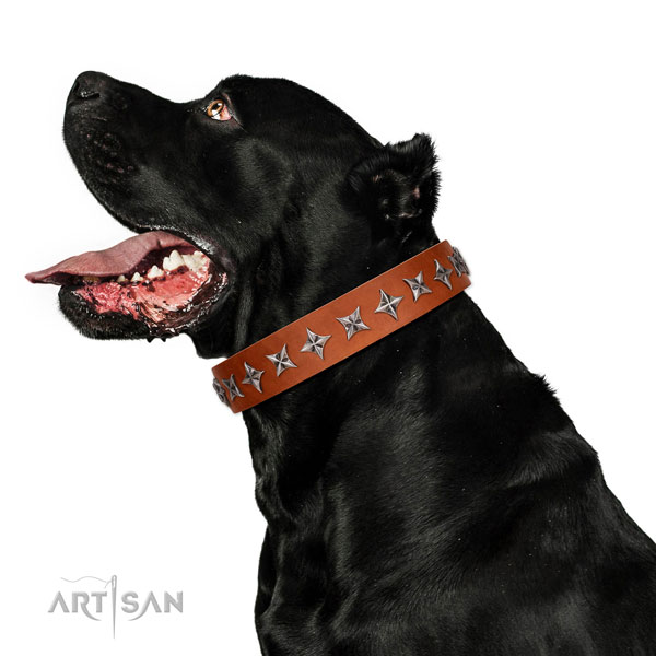 Walking adorned dog collar of strong natural leather