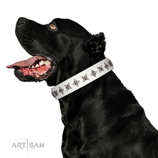 Durable genuine leather dog collar with stylish studs