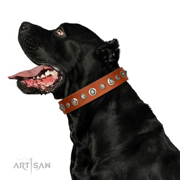 Finest quality genuine leather dog collar with impressive studs