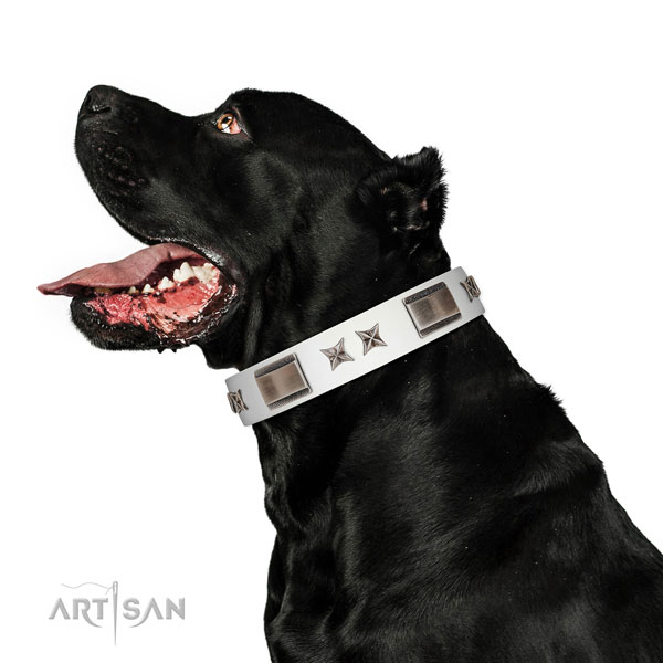 Fashionable collar of natural leather for your attractive four-legged friend