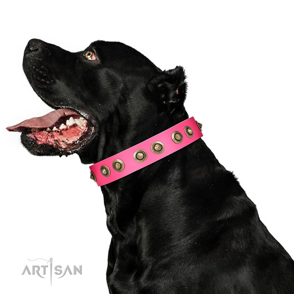 Genuine leather collar with embellishments for your stylish doggie