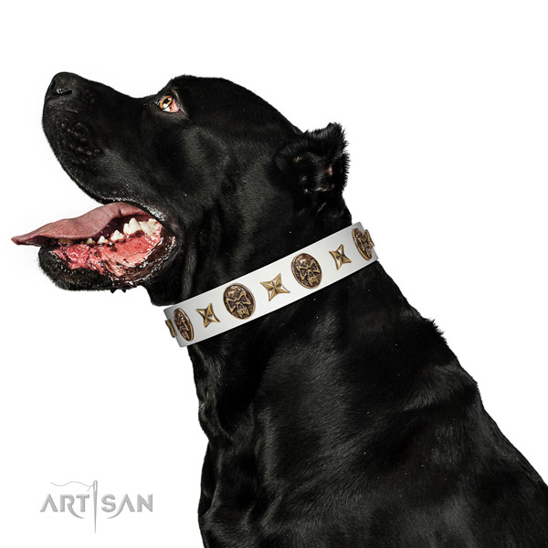 Handmade dog collar handcrafted for your stylish four-legged friend