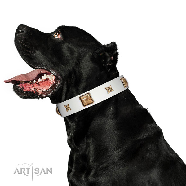 Trendy full grain leather dog collar with studs