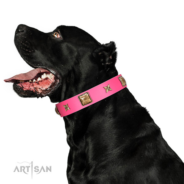 Full grain natural leather dog collar of flexible material with stunning decorations