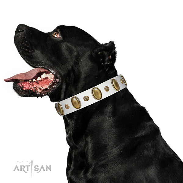 Top notch leather dog collar with rust resistant hardware