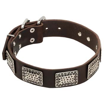 Cane Corso Leather Collar Riveted Massive Plates