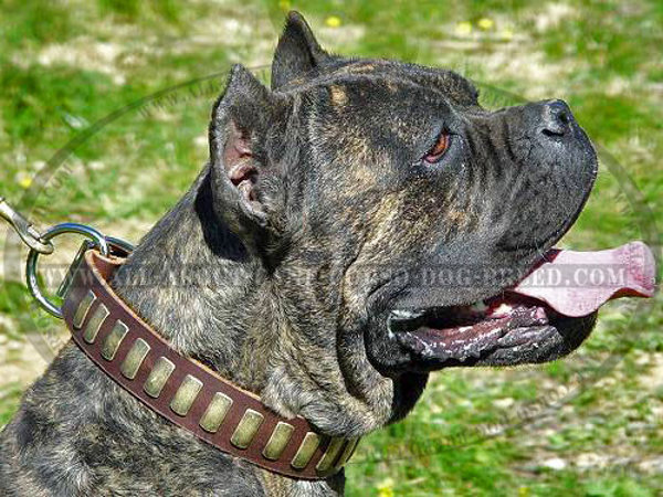 Dreamable Leather Dog Collar for Cane Corso