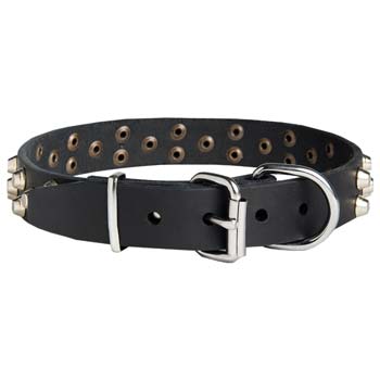 Cane Corso leather dog collar with durable buckle