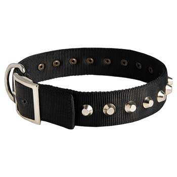 Cane Corso breed nylon dog collar with nickel fittings
