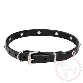 Leather Cane Corso collar with chrome plated hardware