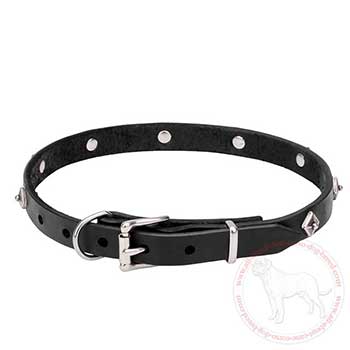 Leather Cane Corso collar with chrome plated hardware