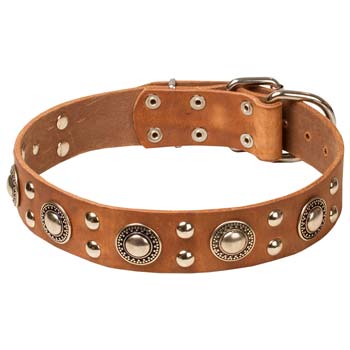 Adorned tan leather Cane Corso collar 