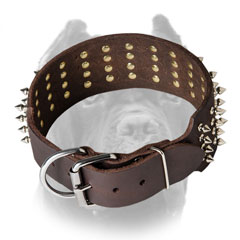 Leather Cane Corso collar with rust-proof hardware