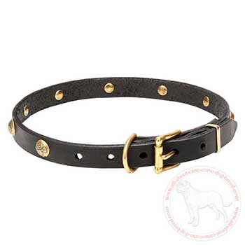Leather Cane Corso collar with brass plated buckle