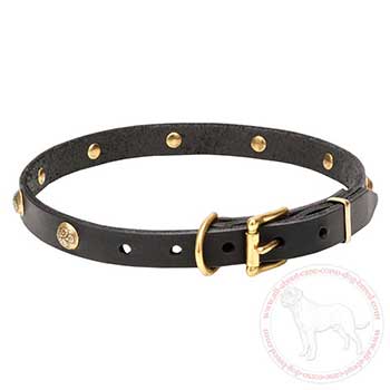 Leather Cane Corso collar with brass plated buckle