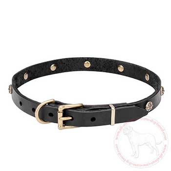 Leather Cane Corso collar with brass plated buckle and D-ring