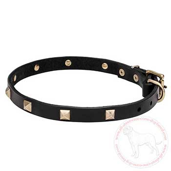 Leather Cane Corso collar with brass plated decoration