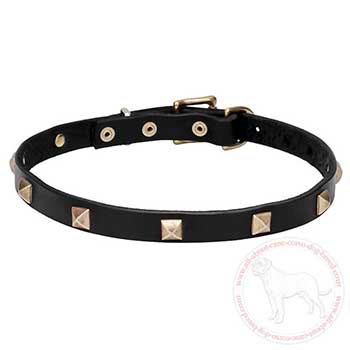 Leather Cane Corso collar with brass pyramids adornment