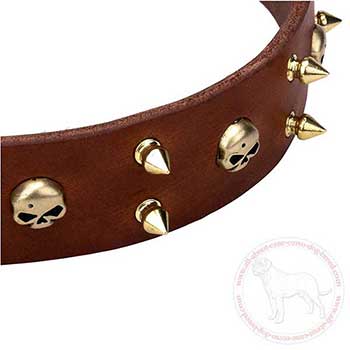 Close-up of decorated brown leather Cane Corso collar