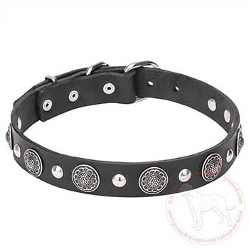 Leather Cane Corso collar with chrome plated adornment