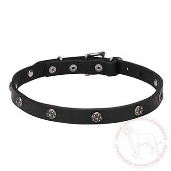 Leather Cane Corso collar with embossed chrome plated studs