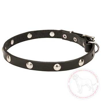 Cane Corso collar with chrome plated half spheres