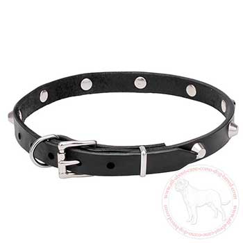 Leather Cane Corso collar with shiny chrome plated hardware