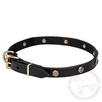 Belt-like leather Cane Corso collar
