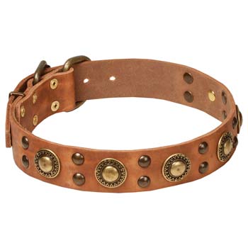 Decorated tan leather Cane Corso collar 