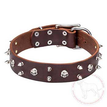 Designer leather Cane Corso collar with awesome decoration