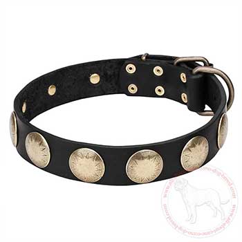Leather Cane Corso collar with brass round plates