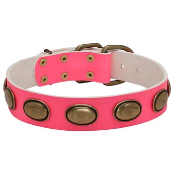 Designer leather Cane Corso collar for walking