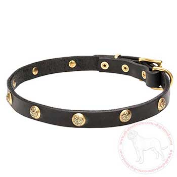 Leather Cane Corso collar with embossed brass studs